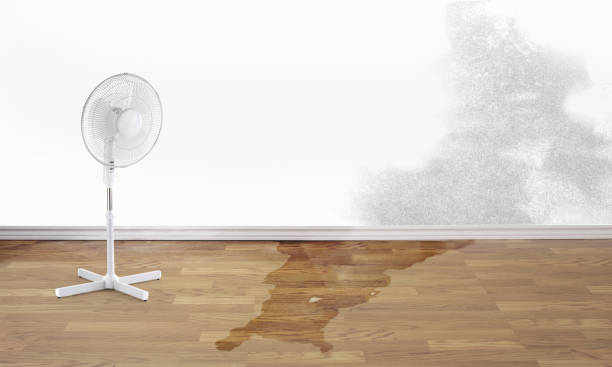 Best Water damage restoration near me  in Ripley, OH