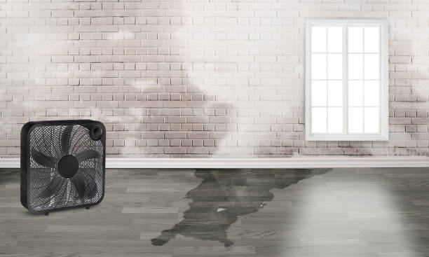 Best Carpet water damage restoration  in Ripley, OH